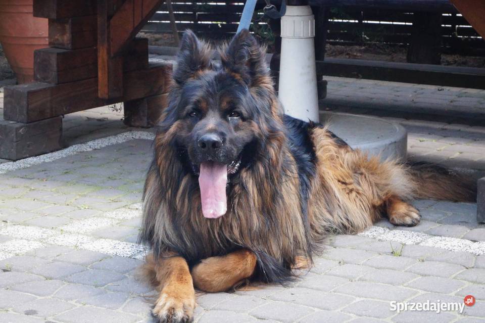 owczarek niemiecki Radom