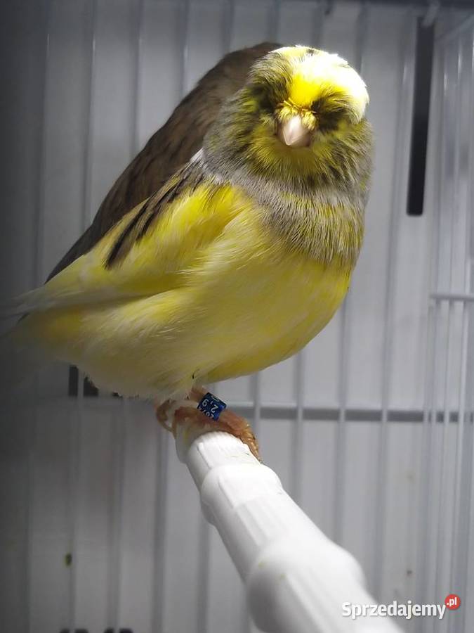 Kanarek Gloster Samiec 23 r Gostyń