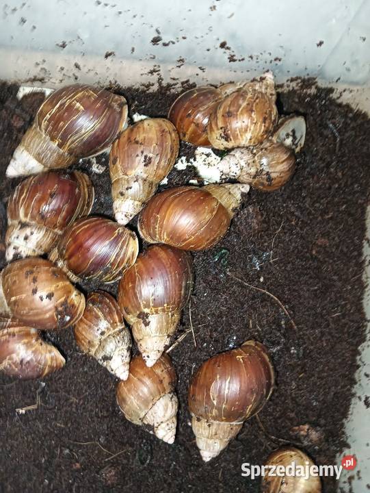 Lissachatina Fulica Albino Body Ślimak