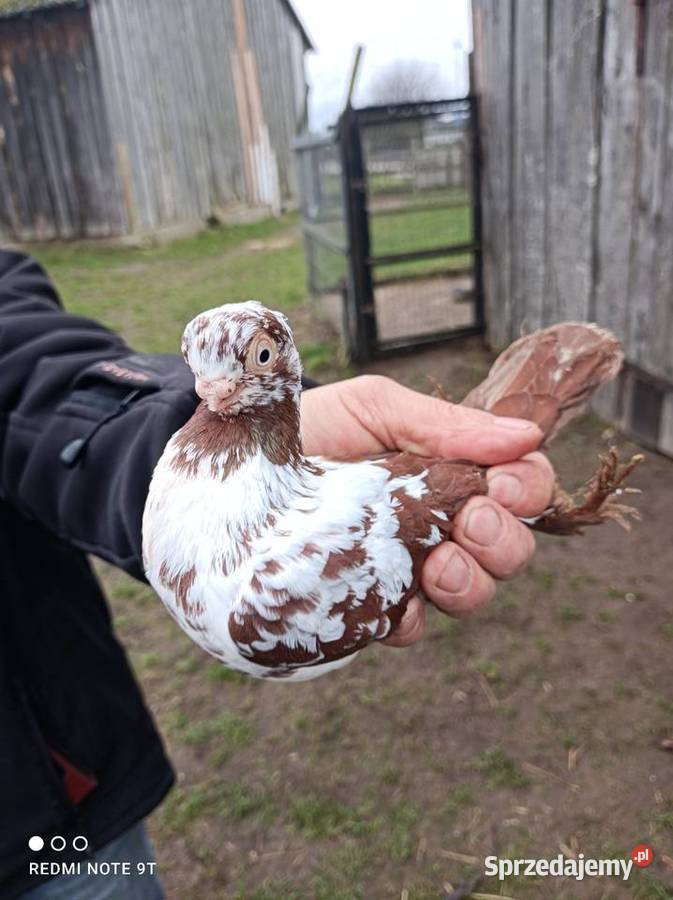 Motyl warszawski Ptaki mazowieckie Kuczbork-Wieś