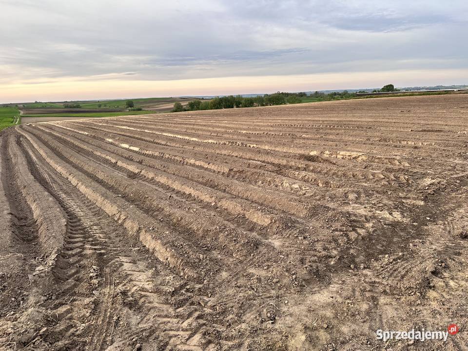 Działka budowlana 60zł/m2