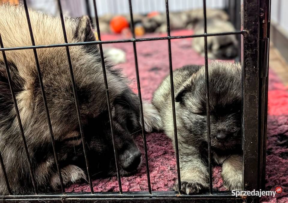 wolne maluszki Szpic wilczy Trzemeszno