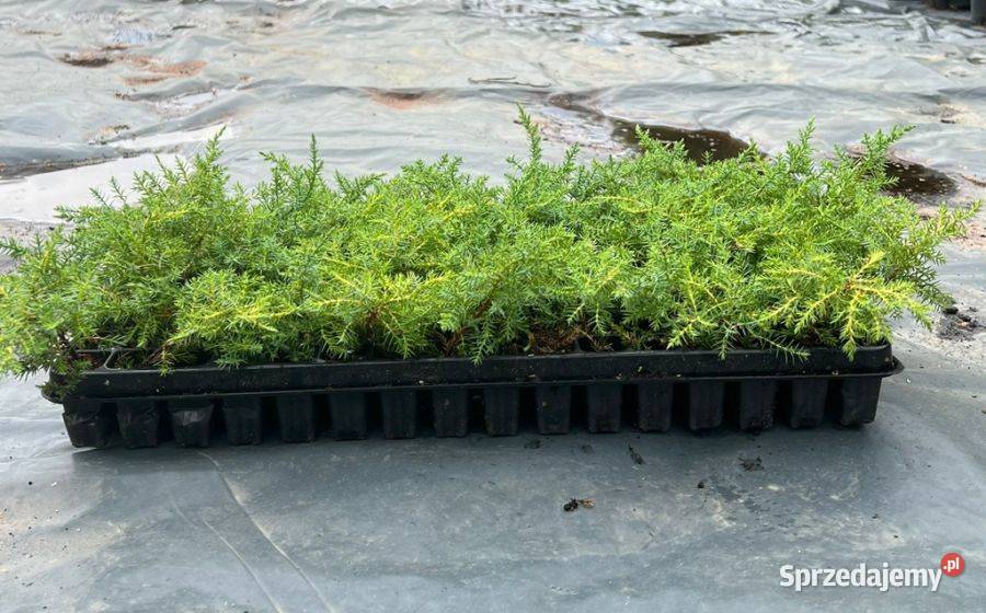 Jałowiec Pfitzera Golden Kissen Juniperus Skrzyszów