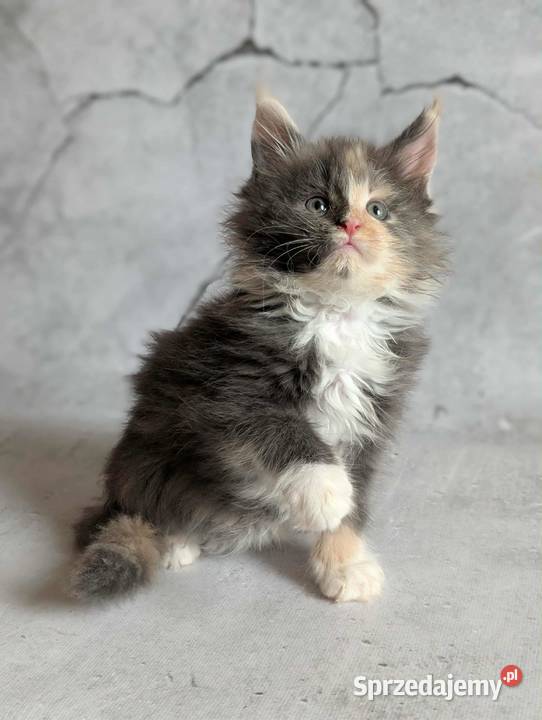 Kocieta Maine Coon Wrocław