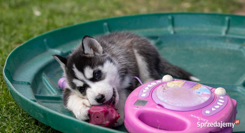 Sunia Siberian Husky szczenię rodowód podkarpackie Wola Zarczycka