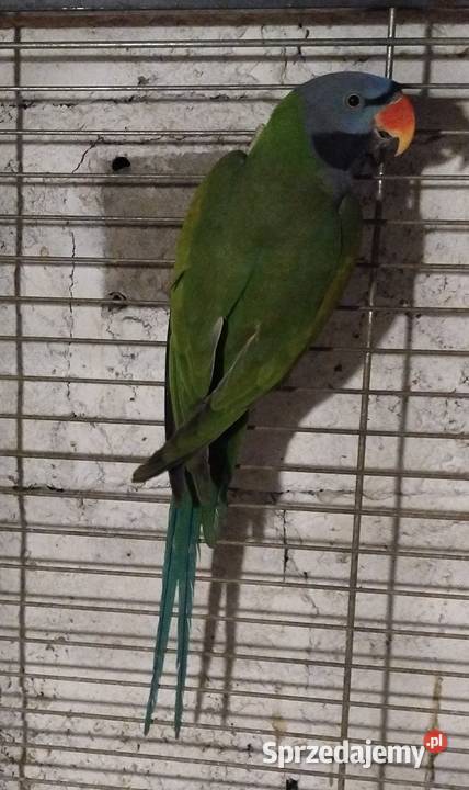 Papugi aleksandretty chińskie