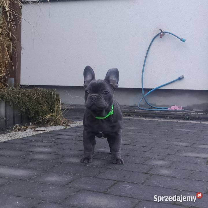 Buldog francuski BLUE niebieski pies piesek Padew Narodowa