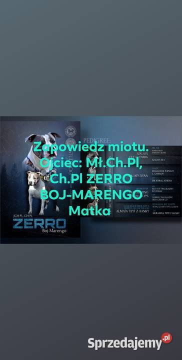Szczeniaki AST z rodowod ZKwP FCI Open Inter Żory sprzedam