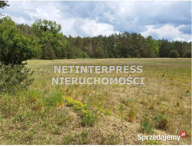 Działka Drezdenko 71795 metrów