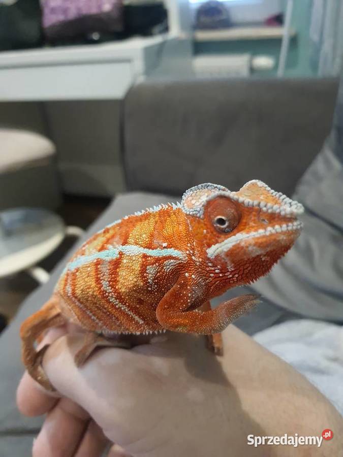 kameleon lamparci ambilobe red bar Lubień Kujawski