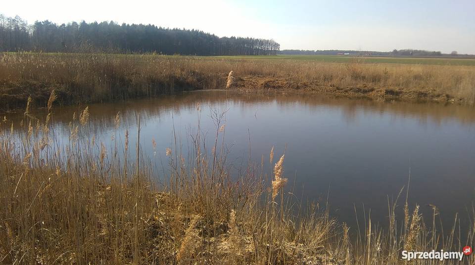 Staw rybny Grunty i działki Szczodrów sprzedam
