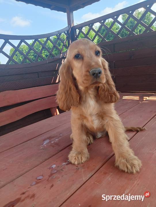 Sprzedam Cocker spaniel angielski Bytoń