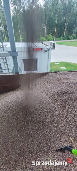 Gryka 2025 nasiona poplon Usnarz Górny