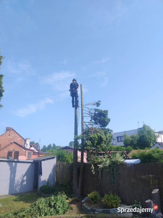 Wycinka drzew Wrocław Kosz Alpinista