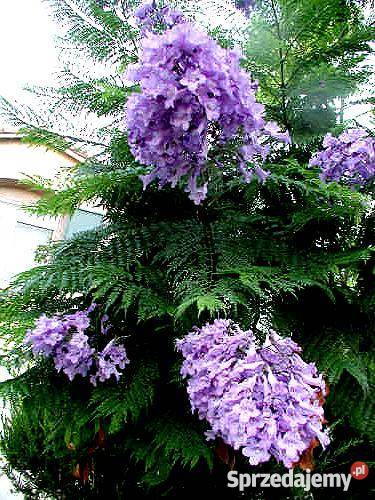 HIT Jakaranda Mimozolistna Nasiona Dom i Ogród