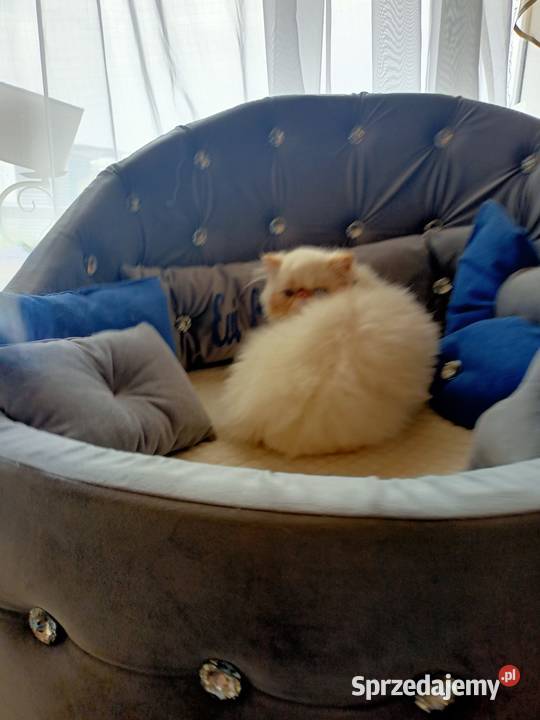 Malutki książę z niebieskimi oczami rodowód fpl Katowice