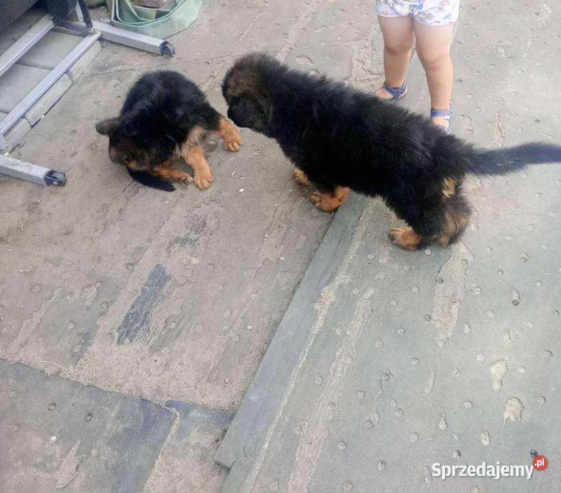 Owczarki niemieckie Poniatowa sprzedam