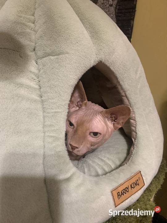 Sfinks Kanadyjski Reproduktor Leszno