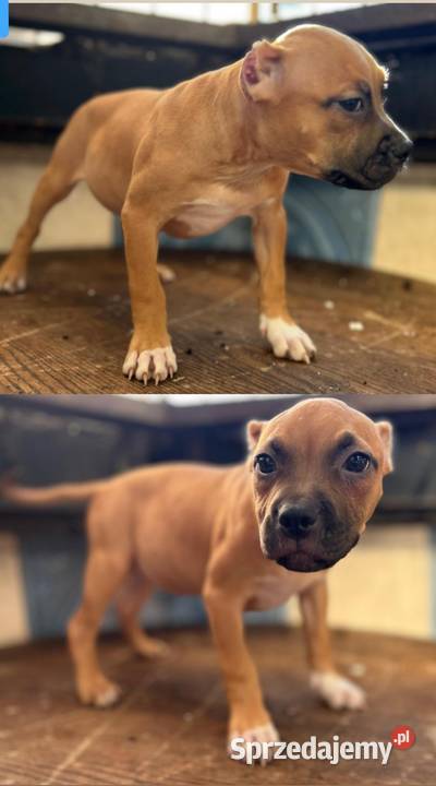 American Bully ABKC suczki Kraków sprzedam
