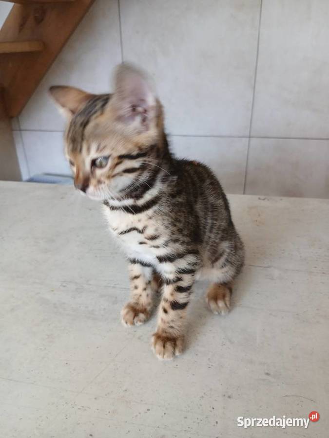 Kotek bengalski