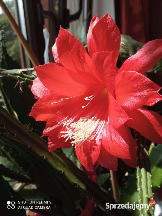 Epiphyllum epifilum kaktus czerwony Dom i Ogród małopolskie Nowy Sącz