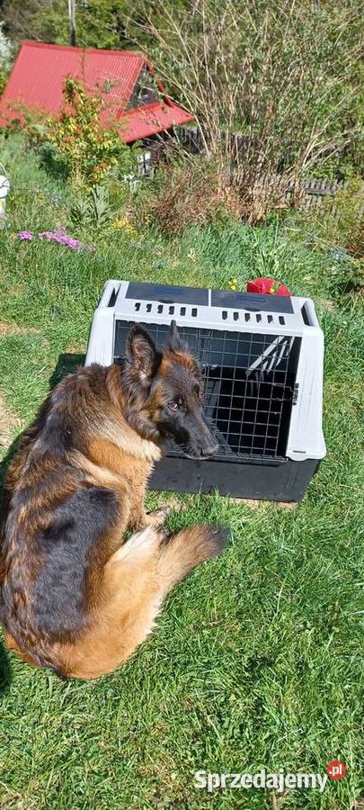 Transporter kontenerek box transportowy psa 80 x Bielsko-Biała