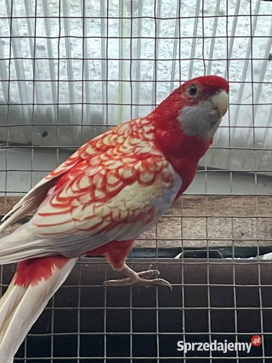 Rozele Królewska Pastel Sztum