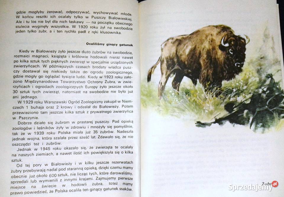 To i owo o zwierzętach Jadwiga Wernerowa Chełm