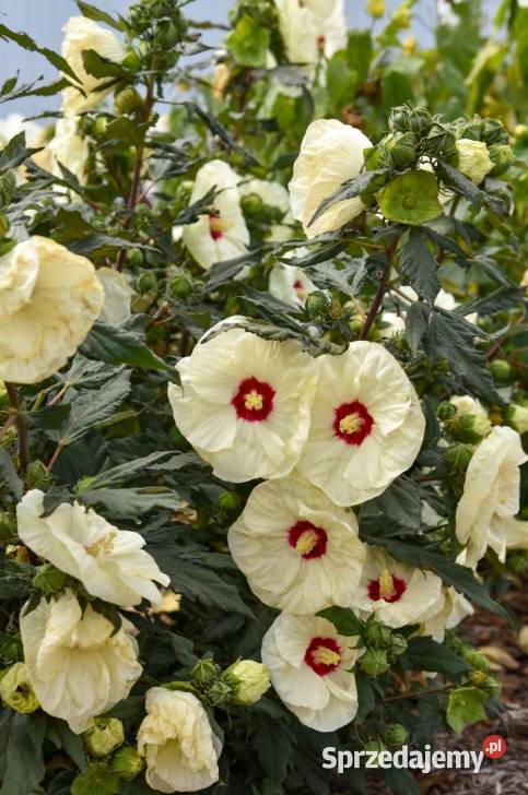 Hibiscus Bagienny Bylinowy XXL Hibiskus Liściaste śląskie Knurów