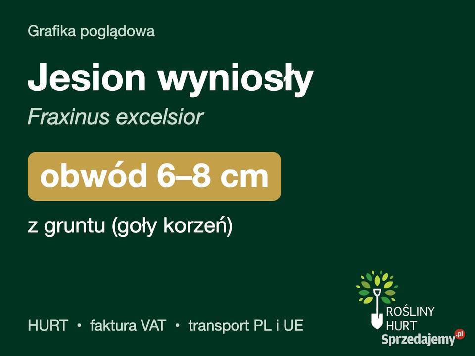 Jesion wyniosły Fraxinus excelsior obwód 68 z