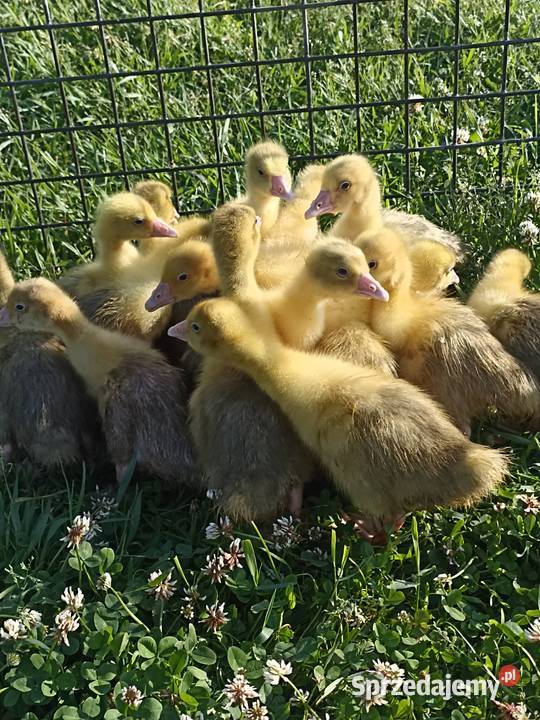 Gąski gęsi małe Ostrów Wielkopolski sprzedam