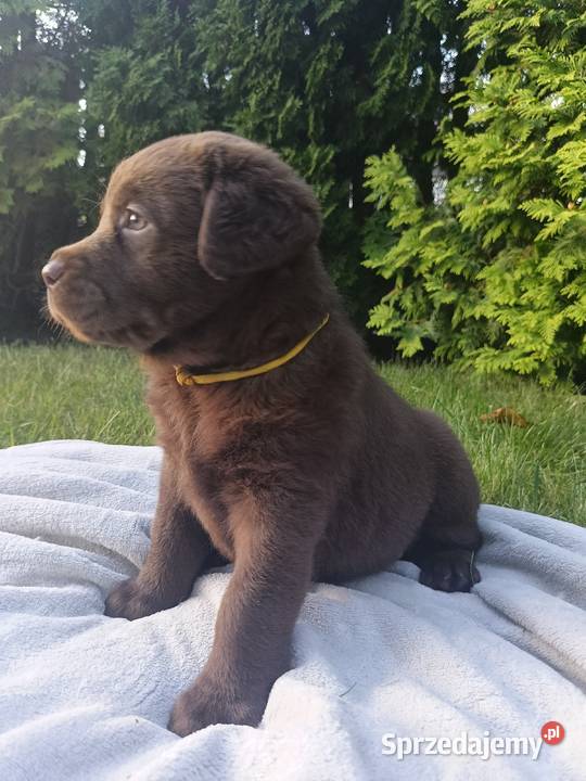 Labrador Retriever Czekoladowa Suczka ZkwpFCI Dąbrowa Tarnowska