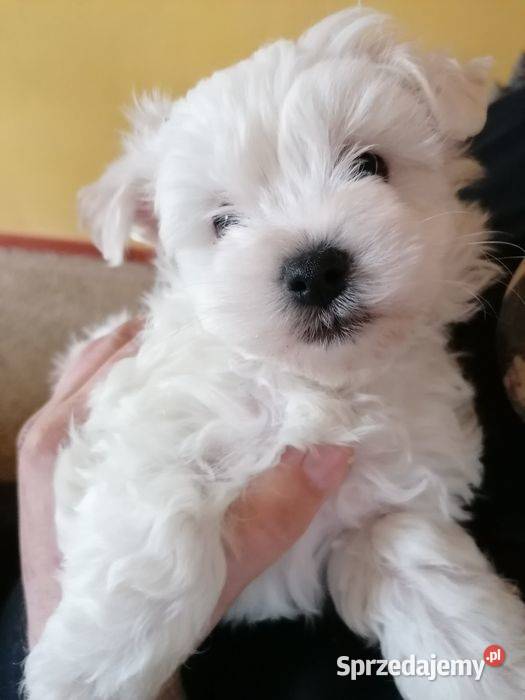 Przepiękne maltańczyki z rodowodem śląskie Mysłowice