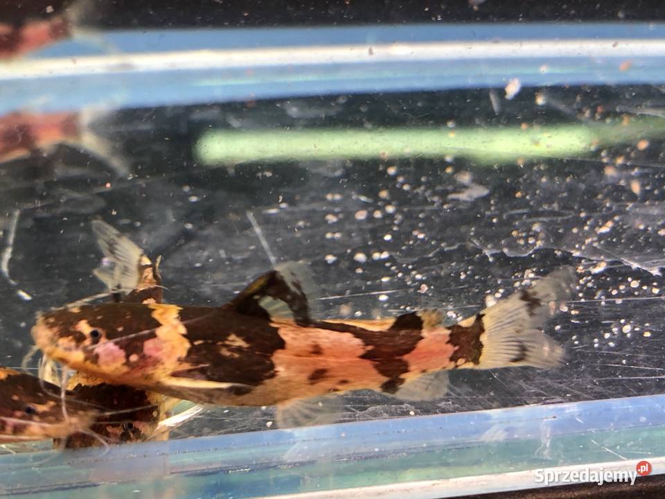 Sum wenezuelski Arlekinek Justynów