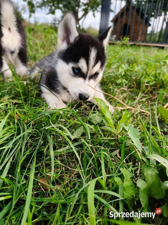 Husky śliczne psiaki z rodowodem kujawsko-pomorskie Turzno