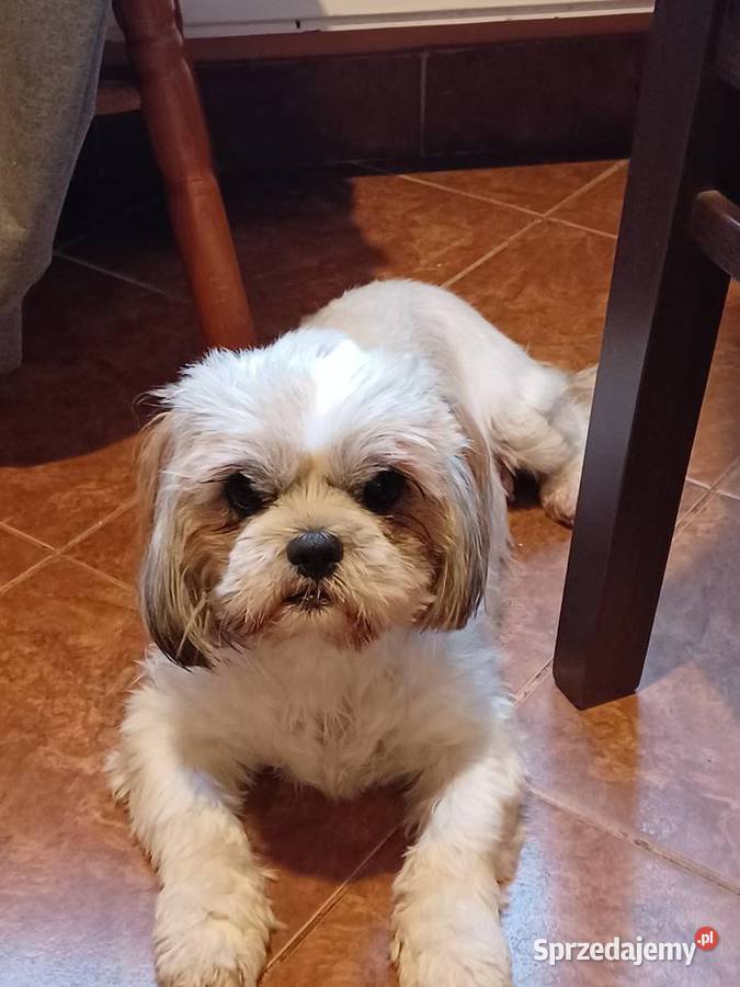 Szczeniaczki shih tzu puchate perełki Lubartów