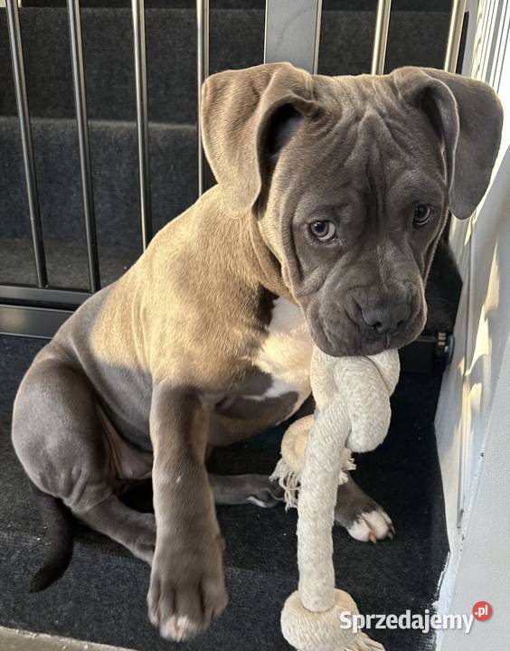 American bully urocza suczka Kraków