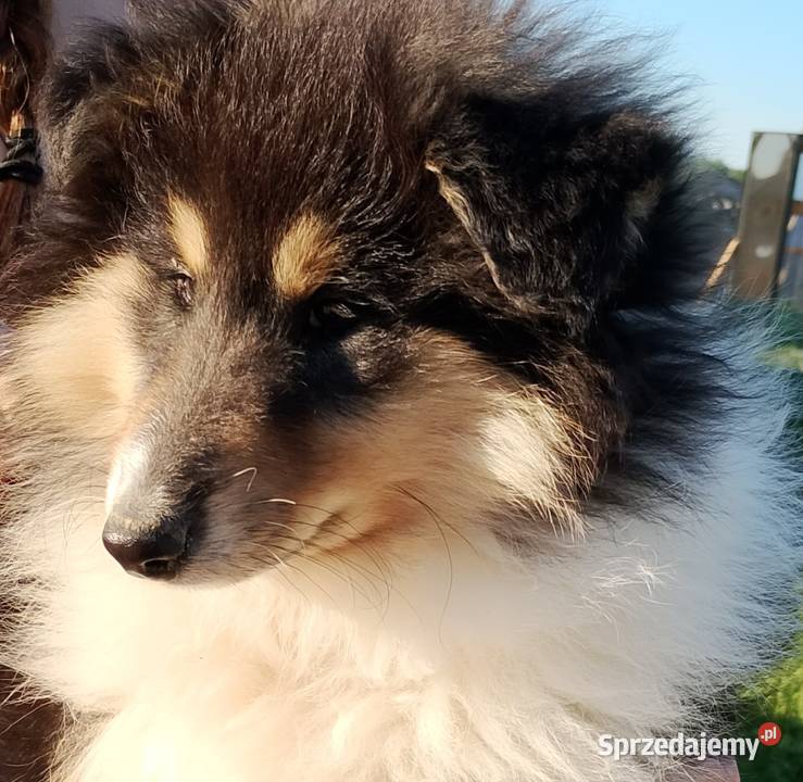 Owczarek szkocki collie ZKwP FCI mazowieckie Warszawa