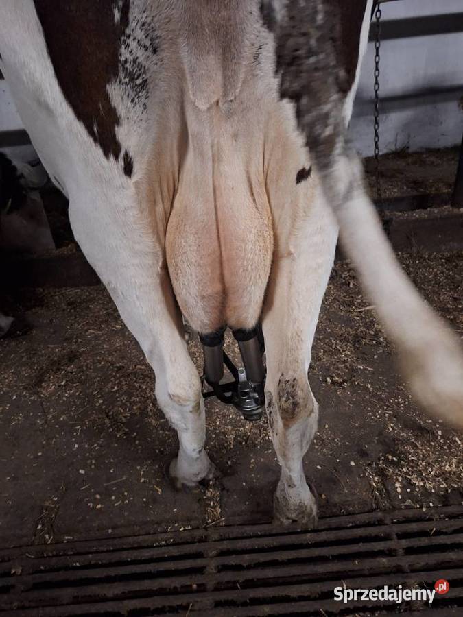 LIKWIDACJA STADA Myszyniec