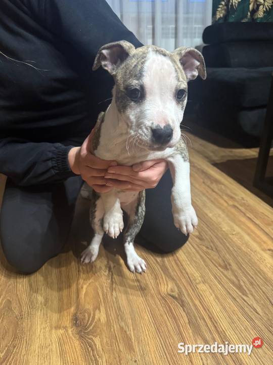 Szczeniaki Amstaff Zwierzęta Serock