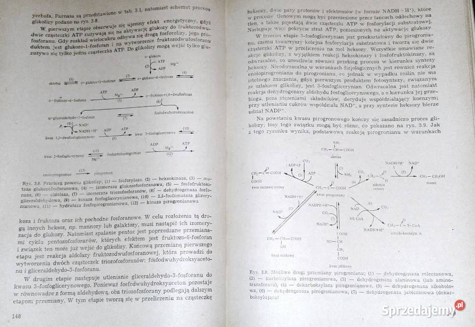 Biochemia roślin Tom 1 Jerzy Kączkowski Książki i Podręczniki Chełm