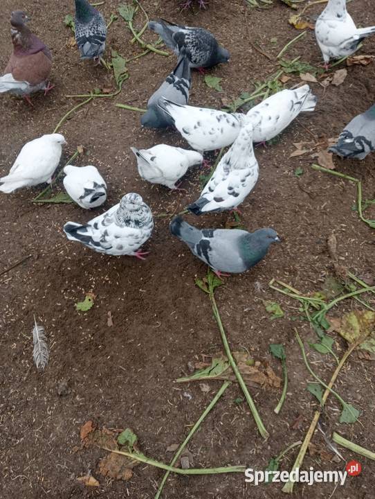 Gołębie Kingi Narol sprzedam