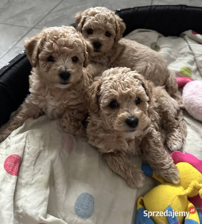 Piesek bichpoo bichon frise pudel toy nie mazowieckie sprzedam