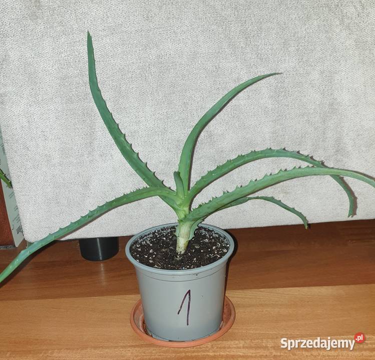 Aloes roślina rosnąca 1 Kaktusy i sukulenty Warszawa