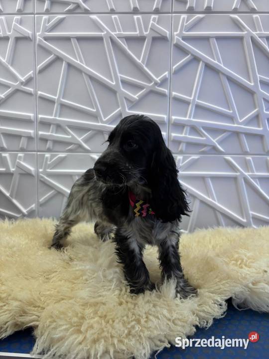 Cocker spaniel angielski wielkopolskie Żelazków