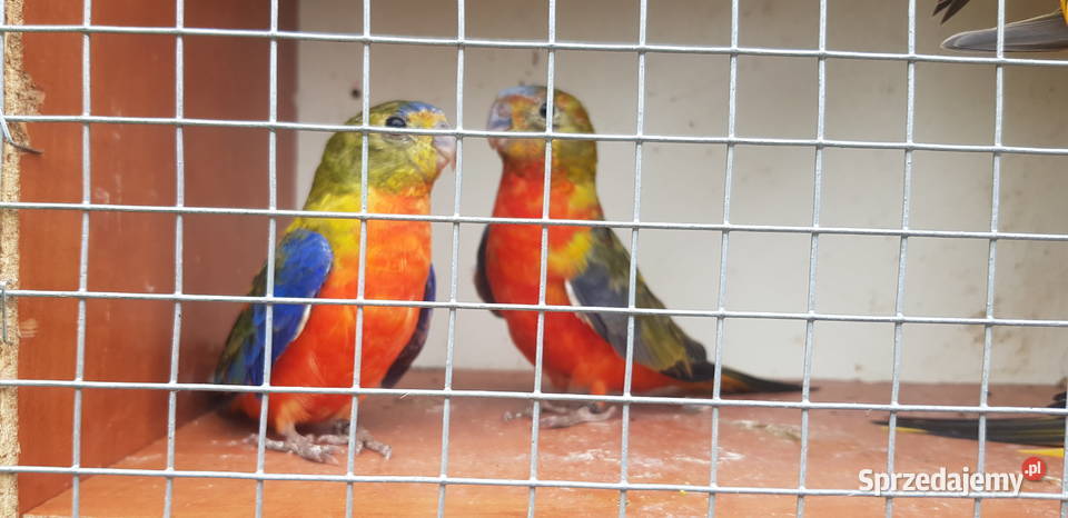 Sprzedam łąkówki turkusowe Miłaczewek