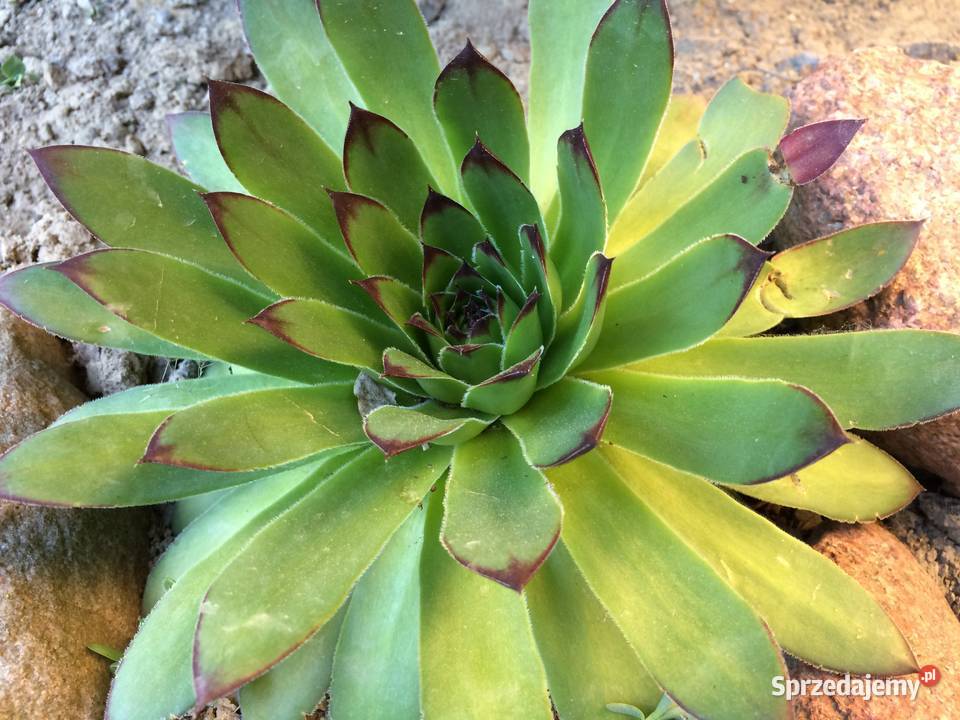 Zestaw roślin na skalniak 100 sztuk mix gatunków lubelskie Lublin