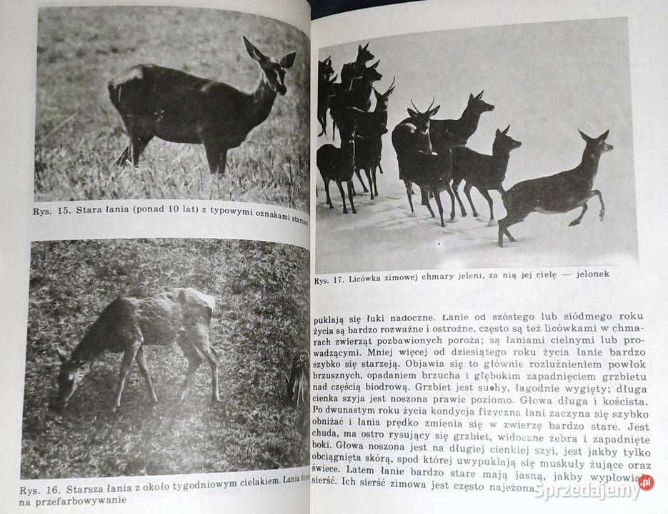 Określenie wieku zwierzyny Josef Lochman Rok wydania 1987 Chełm