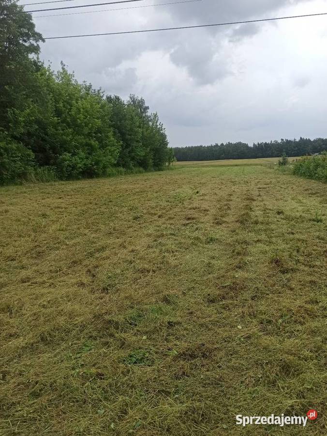 Mulczowanie wykaszanie nieużytków poplonów Karczowanie i usuwanie drzew Koniecpol