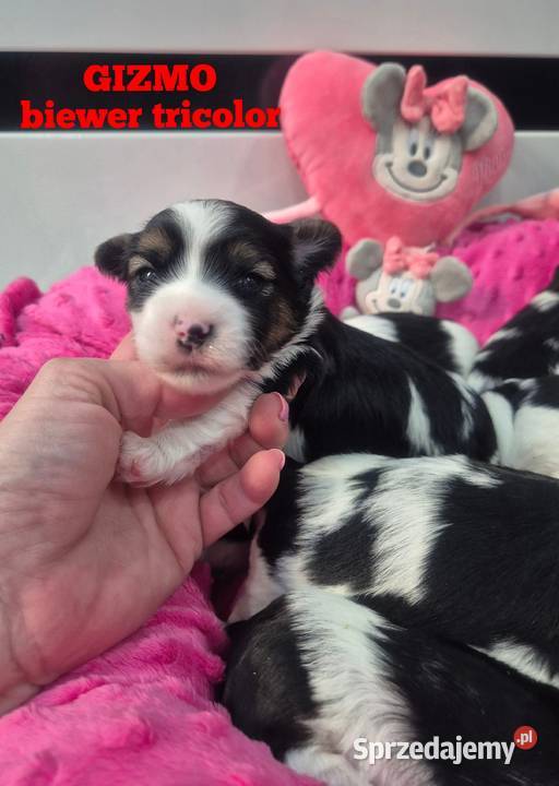 Piesek yorkshire terrier biewer tricolor Łódź